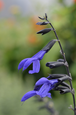 Anise-Scented Sage flower - Latin name - Salvia guaranitica Black and Blueの写真素材