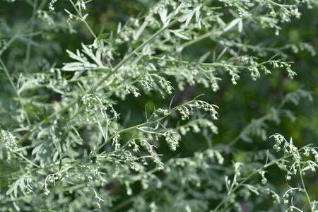 Common wormwood - Latin name - Artemisia absinthiumの写真素材