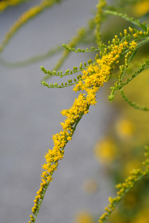 Tall goldenrod flower close up - Latin name - Solidago altissimaの写真素材