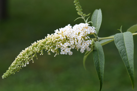 White butterfly-bush - Latin name - Buddleja davidii White Profusion