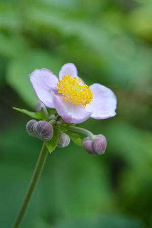 Japanese anemone flowers and buds - Latin name - Anemone hupehensis var. japonicaの写真素材