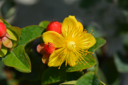 Turkish tutsan yellow flower - Latin name - Hypericum inodorum (Hypericum xylosteifolium)の写真素材