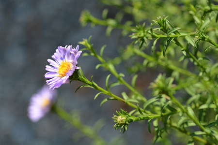 Alpine aster Dunkle Schoene - Latin name - Aster alpinus Dunkle Schoeneの写真素材