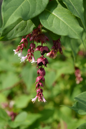 Himalayan honeysuckle - Latin name - Leycesteria formosaの写真素材