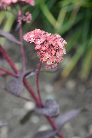 Orpine Purple Emperor - Latin name - Hylotelephium telephium Purple Emperor (Sedum telephium Purple Emperor)の写真素材