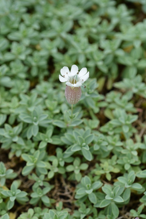 Sea campion white flower - Latin name - Silene vulgaris subsp. maritimaの写真素材