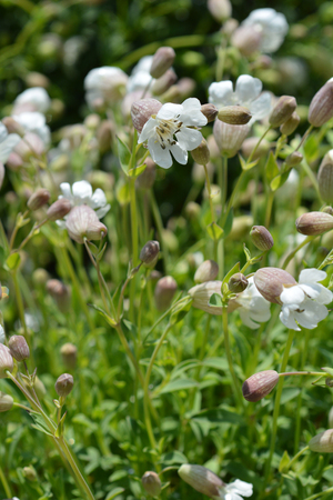 Sea campion - Latin name - Silene uniflora (Silene vulgaris subsp. maritima)の写真素材
