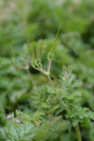 Common storksbill - Latin name - Erodium cicutariumの写真素材