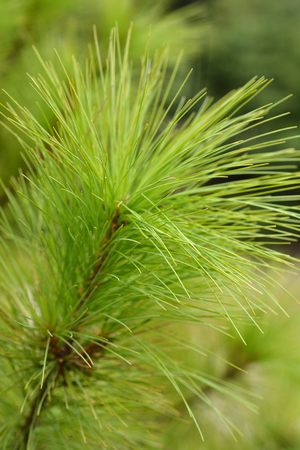 Bhutan pine branch close up - Latin name - Pinus wallichiana