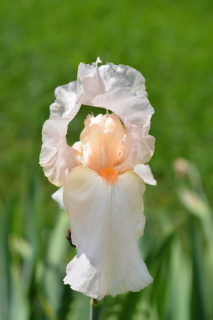 Tall bearded Girl friday iris flower - Latin name - Iris barbata elatior Girl fridayの写真素材