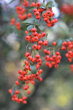 Narrowleaf firethorn - Latin name - Pyracantha angustifoliaの写真素材