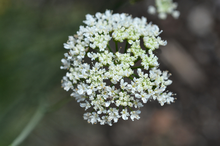 Close up of corky-fruited water-dropwort white flower - Latin name - Oenanthe pimpinelloidesの写真素材