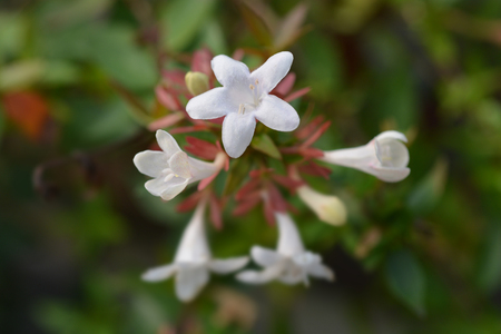 Glossy abelia - Latin name - Abelia x grandifloraの写真素材