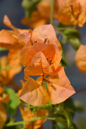 Great bougainvillea orange flowers - Latin name - Bougainvillea spectabilisの写真素材