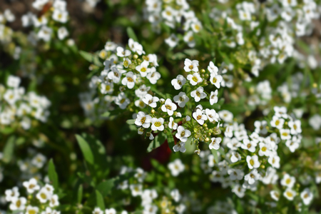 Sweet alyssum Snow Cloth - Latin name - Lobularia maritima Snow Cloth (Alyssum maritimum Snow Cloth)の写真素材