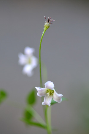 Portuguese clematis - Latin name - Clematis campanifloraの写真素材