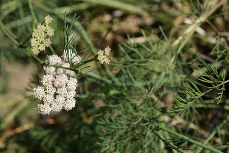 Mountain cicely - Latin name - Seseli montanum subsp. tomasiniiの写真素材