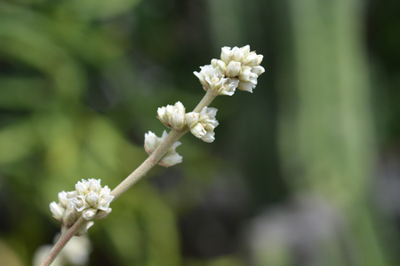 Hechtia argentea flower endemic to Mexico - Latin name - Hechtia argenteaの写真素材