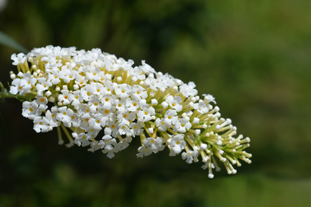 White Summer lilac - Latin name - Buddleja davidiiの写真素材