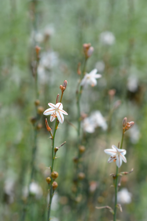 Hollow-stemmed asphodel flower - Latin name - Asphodelus fistulosusの写真素材