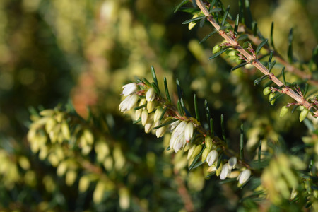Darley Dale heath - Latin name - Erica x darleyensisの写真素材