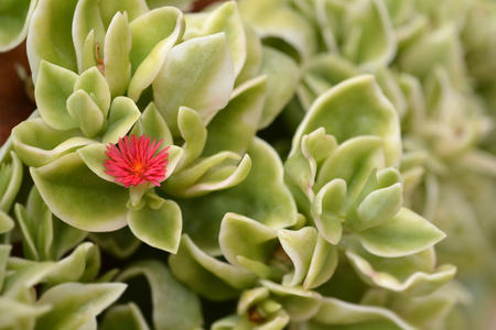 Baby sun-rose - Latin name - Aptenia cordifoliaの写真素材