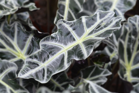 Amazonian elephants ear - Latin name - Alocasia * amazonica Pollyの写真素材