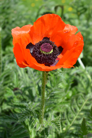 Oriental poppy Feuerriese - Latin name - Papaver orientale Feuerrieseの写真素材