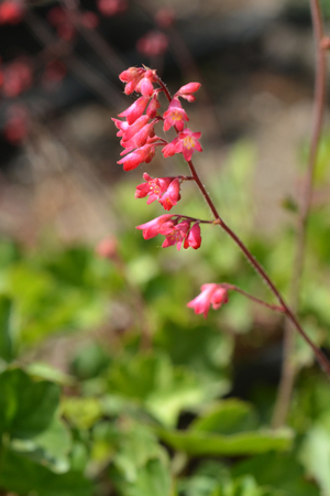Ruby Bells - Latin name - Heuchera sanguinea Ruby Bellsの写真素材