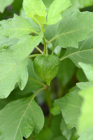 Bladder cherry - Latin name - Physalis alkekengiの写真素材