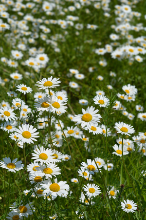Field full of white daisy flowers - Latin name - Leucanthemum vulgareの写真素材