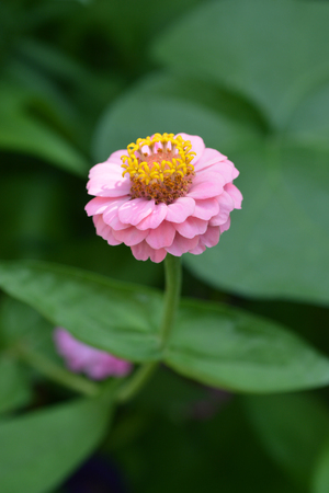 Pink common zinnia - Latin name - Zinnia elegansの写真素材