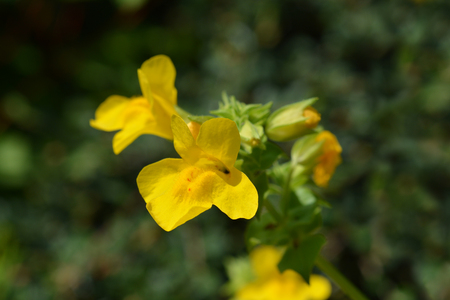 Yellow monkey flower - Latin name - Mimulus luteusの写真素材