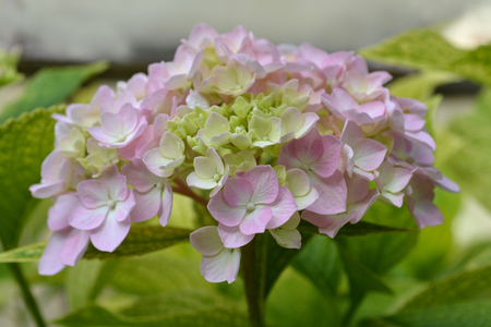 French hydrangea - Latin name - Hydrangea macrophyllaの写真素材