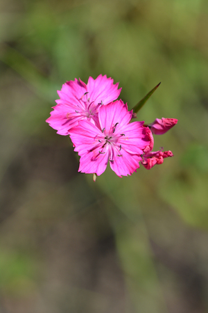 ?arthusian pink - Latin name - Dianthus carthusianorumの写真素材