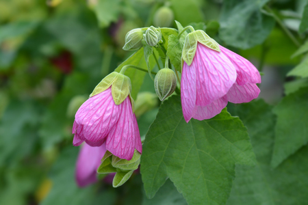 Chinese lantern pink flowers - Latin name - Abutilon hybridsの写真素材