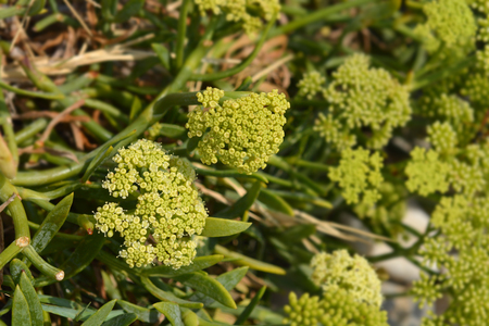 Sea fennel - Latin name - Crithmum maritimumの写真素材