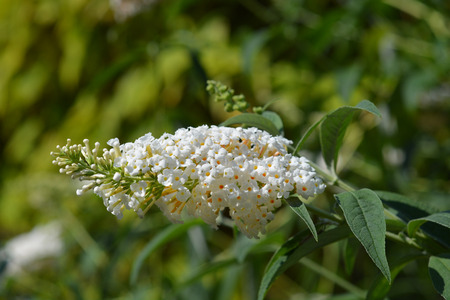 Summer lilac - Latin name - Buddleja davidiiの写真素材