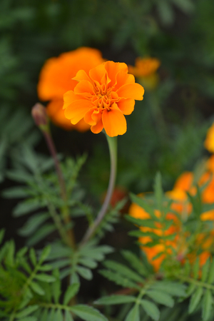 French marigold - Latin name - Tagetes patulaの写真素材