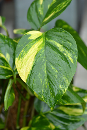 Devils ivy - Latin name - Epipremnum pinnatum Aureum (Epipremnum aureum)の写真素材