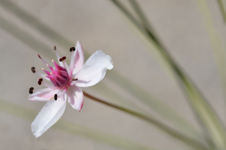 Flowering rush - Latin name - Butomus umbellatusの写真素材