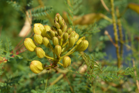 Bird of paradise yellow flower buds - Latin name - Caesalpinia gilliesi (Erythrostemon gilliesii)の写真素材
