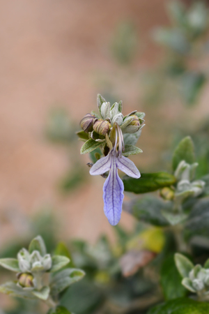 Tree germander - Latin name - Teucrium fruticansの写真素材