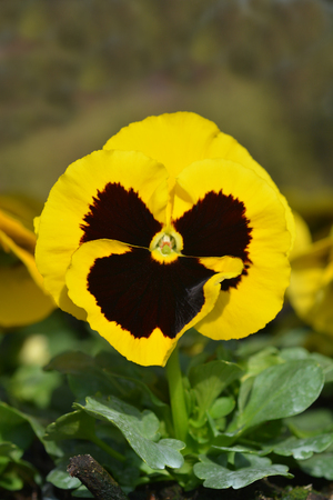Garden pansy - Latin name - Viola x wittrockianaの写真素材