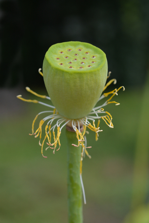 Sacred lotus seed head - Latin name - Nelumbo nuciferaの写真素材