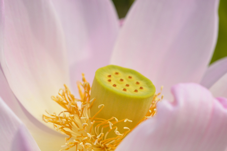 Sacred lotus flower close up - Latin name - Nelumbo nuciferaの写真素材