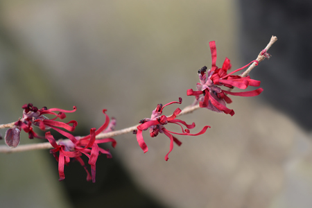 Chinese fringe flower Ever Red - Latin name - Loropetalum chinense Ever Red (Loropetalum chinense Chang Nian Hong)の写真素材