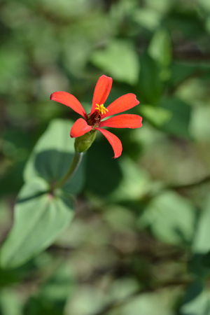 Peruvian zinnia - Latin name - Zinnia peruvianaの写真素材