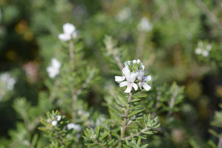 Coastal rosemary - Latin name - Westringia fruticosaの写真素材