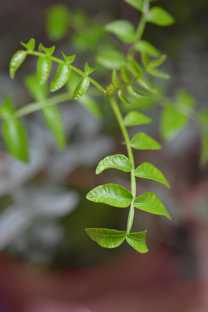 Mastic tree - Latin name - Pistacia lentiscusの写真素材